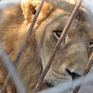 [Pics] Lioness Sees Man Who Saved Her 7 Years Ago. Look At Her Reaction