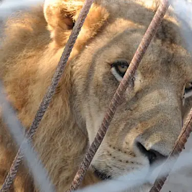 [Pics] Lioness Sees Man Who Saved Her 7 Years Ago. Look At Her Reaction