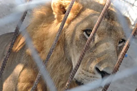 [Pics] Lioness Sees Man Who Saved Her 7 Years Ago. Look At Her Reaction