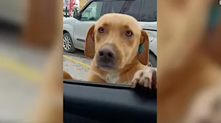 Este perro persiguió una patrulla hasta detenerla. El motivo es conmovedor