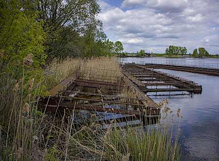 Fish Farm in Chernobyl