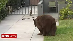 Dogs meet bear in California neighbourhood