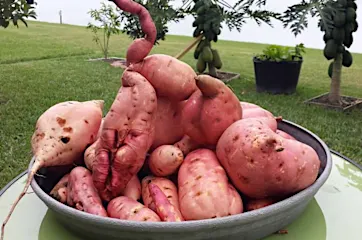 [Gallery] Put salt on your tomato plants and watch the result