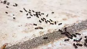 Grâce à ce conseil bon marché et naturel, les fourmis chez vous feront partie du passé !