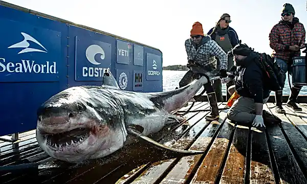 What's 12-feet long, almost a thousand pounds and is hanging out near South Florida? Ironbound, the great white shark