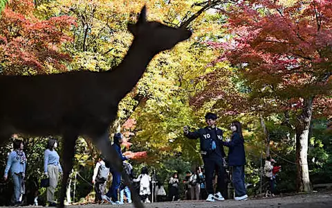 廣島縣宮島公園絢麗的秋葉令遊客賞心悅目。