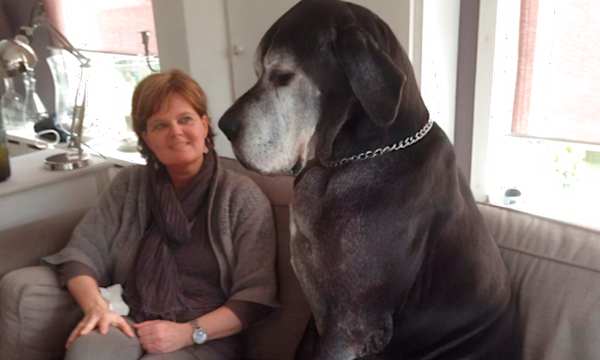 Photos Of These Huge Dogs Acting Like Puppies Has Everyone Cracking Up Photos Of These Huge Dogs Acting Like Puppies Has Everyone Cracking Up