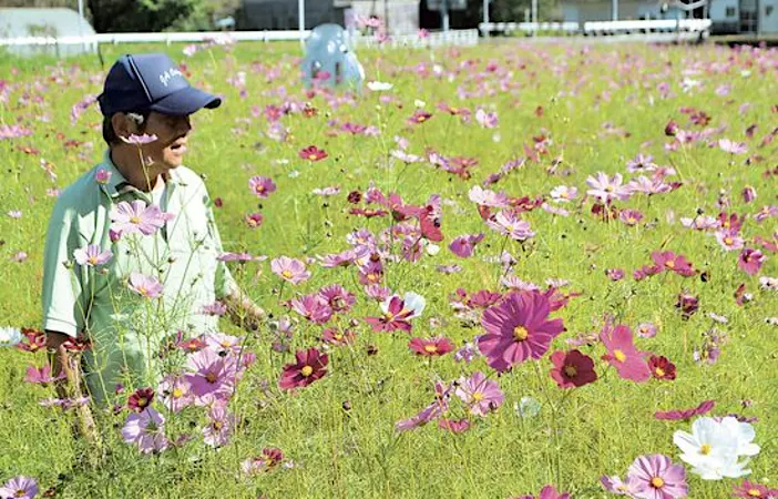 休耕地に秋の訪れ　コスモス咲き誇る　藤枝・滝沢地区住民が整備　