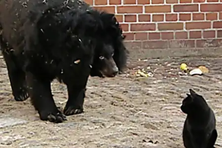 [Gallery] Cat Wanders Into Bear Enclosure And This Happened