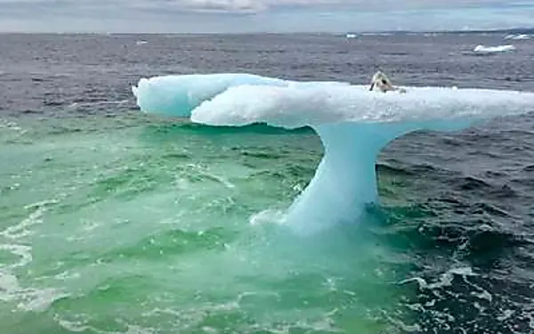 [Photos] Fishermen Discover Something Unusual Sitting on a Lone Iceberg