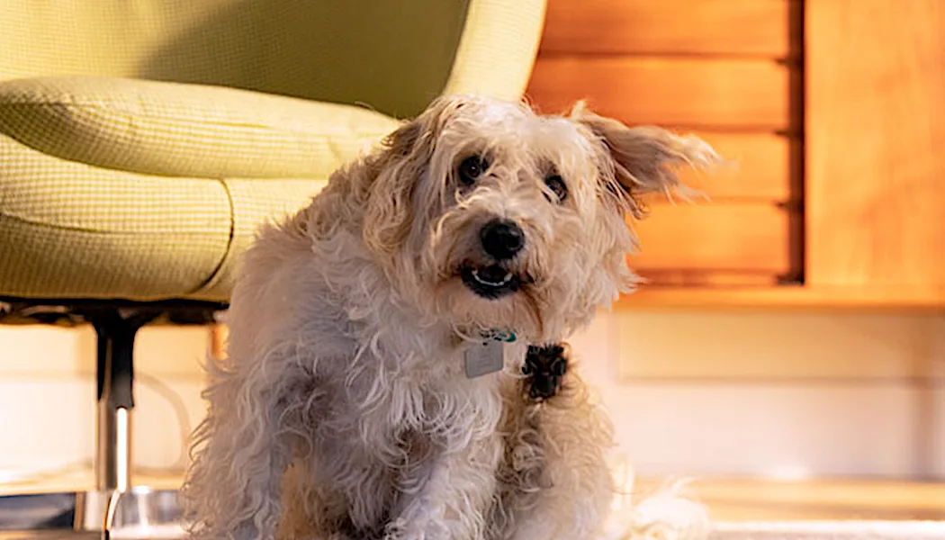 Finally: a kibble sized for your small dog.