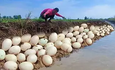 [Photos] Farmer Discovers Hundreds Of Eggs In His crop