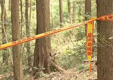 行方不明の91歳女性、山林で遺体発見　ベトナム国籍の男が殺害ほのめかす　埼玉