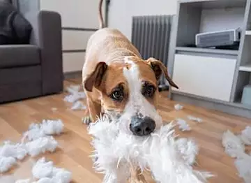 5 Ways to Finally Stop Your Dog’s Destructive Chewing