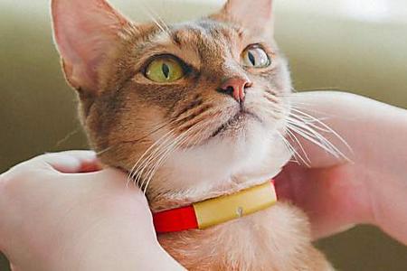 Japan firms' tech gives owners insight into pets' emotions, health