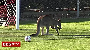 Kangaroo halts Australia football game