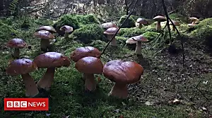 Porcini mushroom find leaves forager 'lost for words'