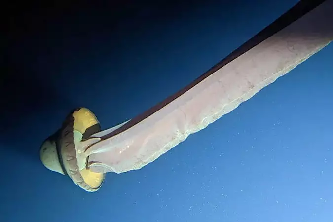 «Δεν μπορούσα να καταλάβω τι έβλεπα»: Πιλότος βαθυσκάφους συναντά έναν σπάνιο γίγαντα του ωκεανού