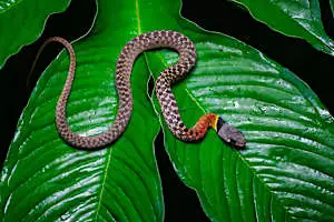 [Photos] Confirmed: This Is The Deadliest Snake On Earth