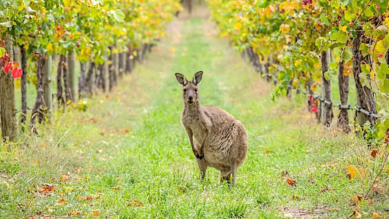 Singapore, spot wild kangaroos on your next visit with your camera ready!