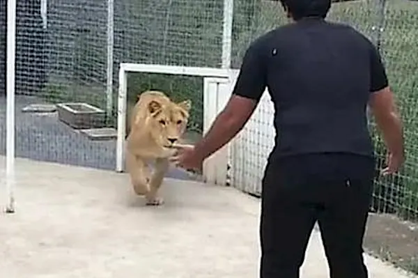 [Pics] Lioness Sees Man Who Saved Her 7 Years Ago. Look At Her Reaction