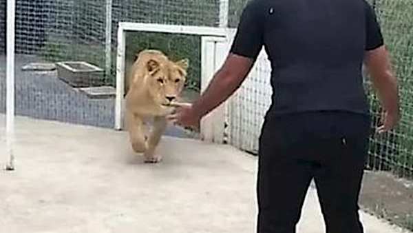 [Pics] Lioness Sees Man Who Saved Her 7 Years Ago. Look At Her Reaction