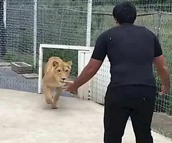 [Pics] Lioness Sees Man Who Saved Her 7 Years Ago. Look At Her Reaction