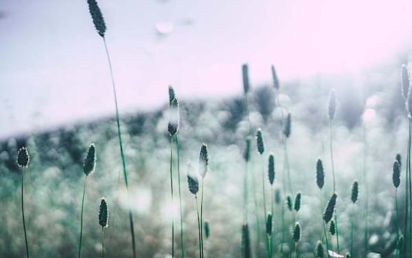 Semáforo rojo para los alérgicos en muchas zonas de España Semáforo rojo para los alérgicos en muchas zonas de España