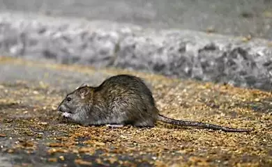 Washington officials issue frightening alert about toilet rats after historic floods
