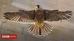 'The buzz of snapping cathedral peregrines'