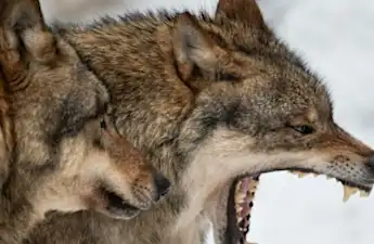 Ποιος είναι καλό αγόρι;  Λύκοι, όχι σκύλοι, προφανώς