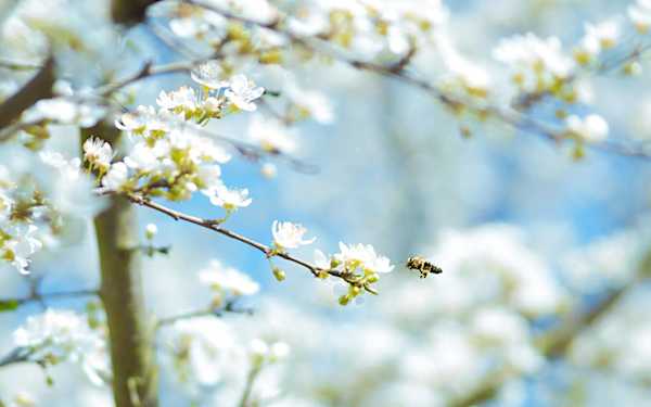 Esta primavera será más "leve" para los alérgicos