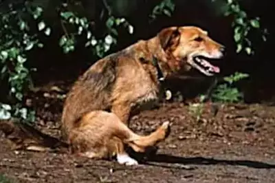 Top Edo State Vet Reveals The Worst Dog Food You Can Buy