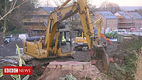 176-year-old felled tree 'one of first'