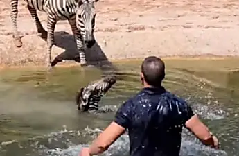 Man Saves Baby Zebra, Mom's Reaction Goes Viral