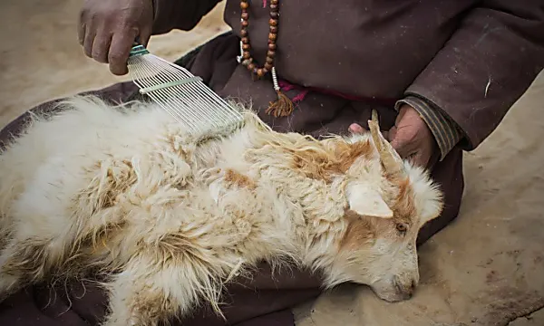 Pashmina goat herders struggle against climate change
