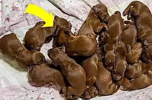 ある母犬が子犬を出産した。誰もが子犬だと思ったが、獣医は生まれてきた物体が子犬でないことに気が付いて驚いた！