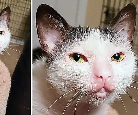 20 Pets Whose Genetic Features Make Them Even More Charming