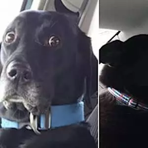 [Gallery] Dog Realizes He's At The Vet & It's Hilarious