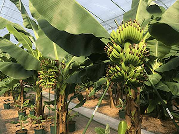 純国産バナナで想定利回り7%?過去元本評価割れ無しの投資術