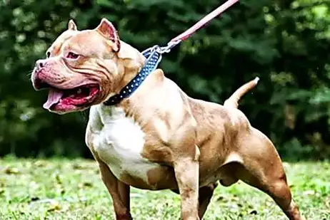 Celebrity Dog Trainer: Κάνετε αυτό για να σταματήσετε τυχόν κακή συμπεριφορά κατοικίδιων ζώων γρήγορα
