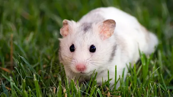 Importverbot aufgehoben: Hamster dürfen wieder nach Hongkong reisen