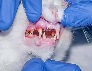 獣医暴露「絶対やって」猫のハミガキできない飼い主絶賛！食べる歯磨きがスゴい