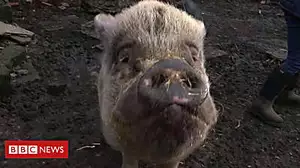 Charity inundated with unwanted micro pigs