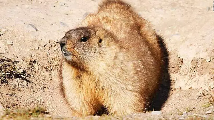 Teenage boy dies from bubonic plague after eating marmot