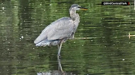 Mira a este pájaro mojar una rata gigante antes de tragársela entera