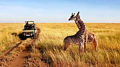The Cost Of A Luxury African Safari Might Surprise You!