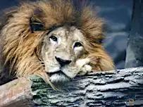As big cats go hungry, Indonesia zoo considers 'worst-case' deer cull
