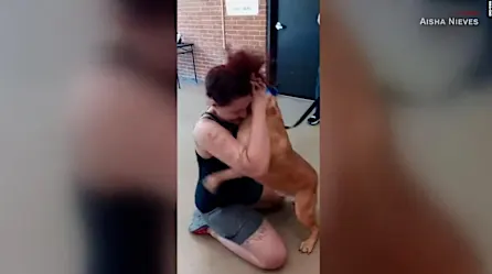 Buscaba adoptar un perro, pero encontró al que perdió hace 2 años: mira su reencuentro | Video