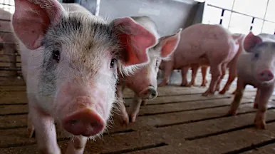 ¿Cerdos para la seguridad aérea? Un aeropuerto quiere contratarlos